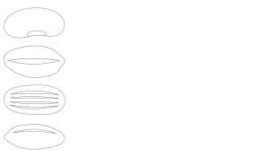 HDL Seed Library Logo White